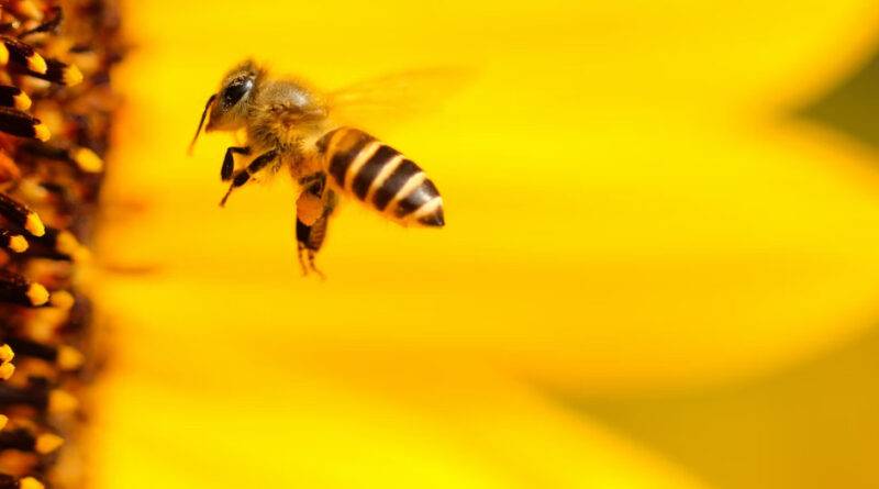 ogrod przyjazny dla pszczol